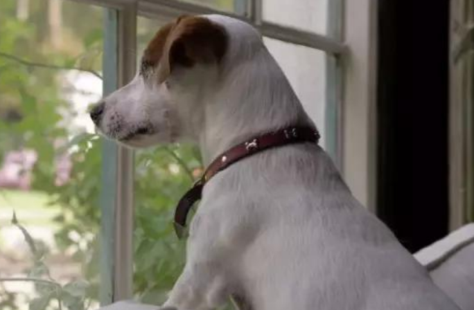 狗狗的寿命一般多少时间 主人是需要明白这些~(图2)