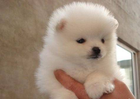 博美犬不吃什么呢东西？这些个食物不过都我建议你不吃(图1)