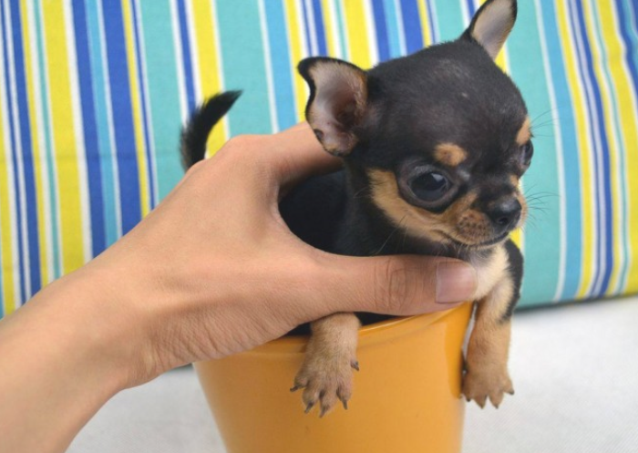 3种闹脾气会咬人的狗狗 来所了解下~(图1)