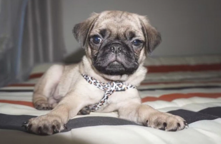 3种闹脾气会咬人的狗狗 来所了解下~(图2)