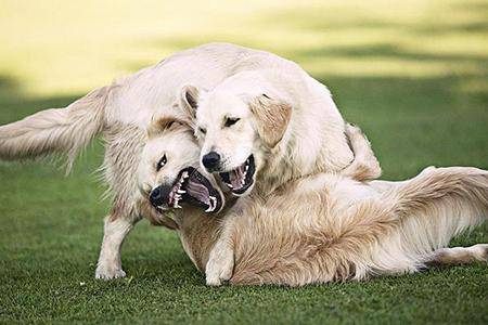 贵宾犬被打出血怎么办啊？具体详细要看看什么呢部位(图1)