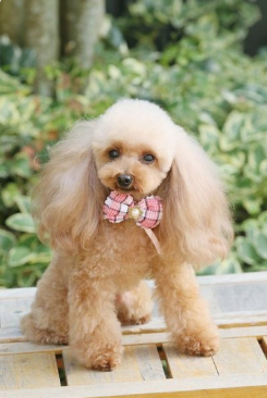 贵宾犬怎末训练什么击掌?基础的方法反正不是很难(图2)