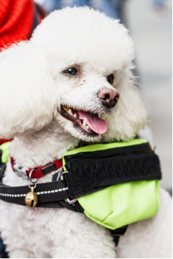 贵宾犬怎末训练什么击掌?基础的方法反正不是很难(图3)