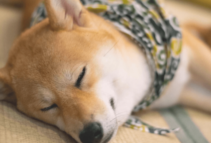 狗狗胰腺炎你不知晓是多少?(图1)