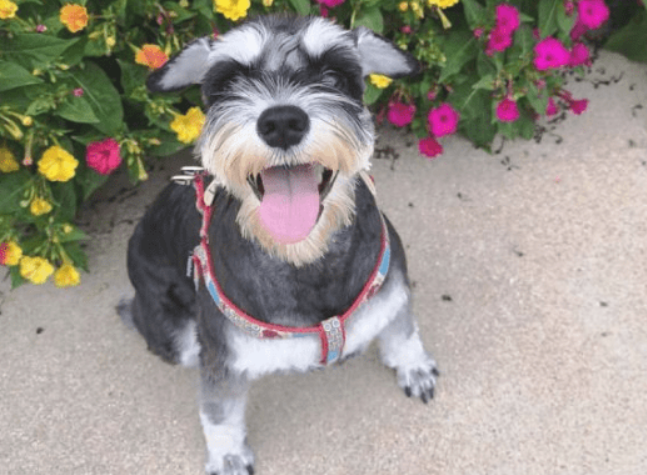 狗狗胰腺炎你不知晓是多少?(图2)