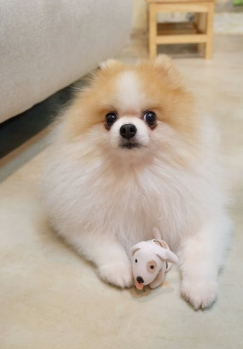 博美还老干咳怎么办啊？弄清具体看原因很重要(图1)