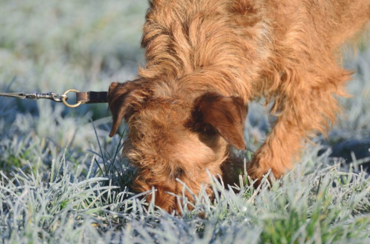 狗狗为什么不比较喜欢闻来闻去呢?这三点你要搞清楚!(图1)