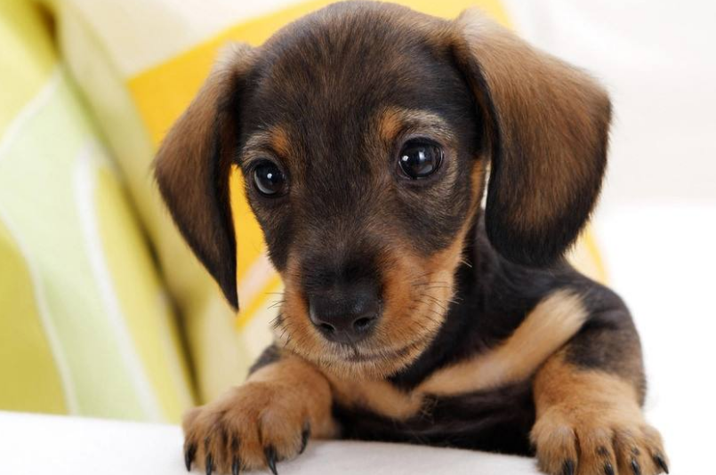 小狗一抽一抽的像打嗝 情况该怎么办啊(图1)