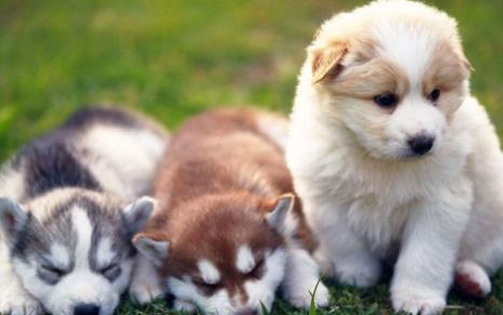 小狗一抽一抽的像打嗝 情况该怎么办啊(图2)