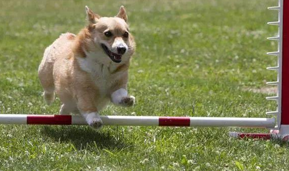 整样确定小狗记忆力的高低？(图1)