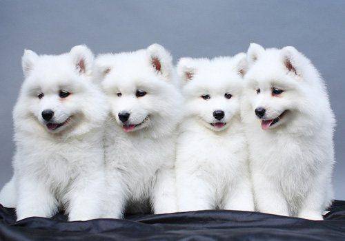 很好男人养的狗排行 你好货色的是那种(图4)