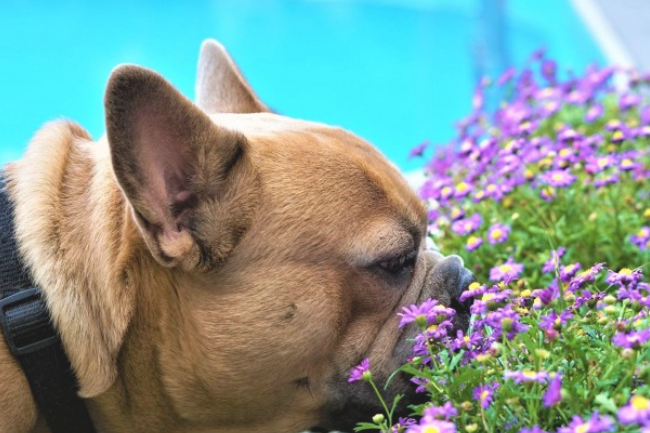 狗狗我想知道为什么比较喜欢闻来闻去呢？这三点你要搞清楚！(图2)