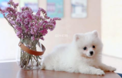 博美犬注射疫苗注意事项 要注意是下面这几点(图2)