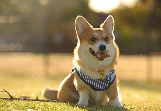 柯基是什么呢犬？柯基犬详解(图1)