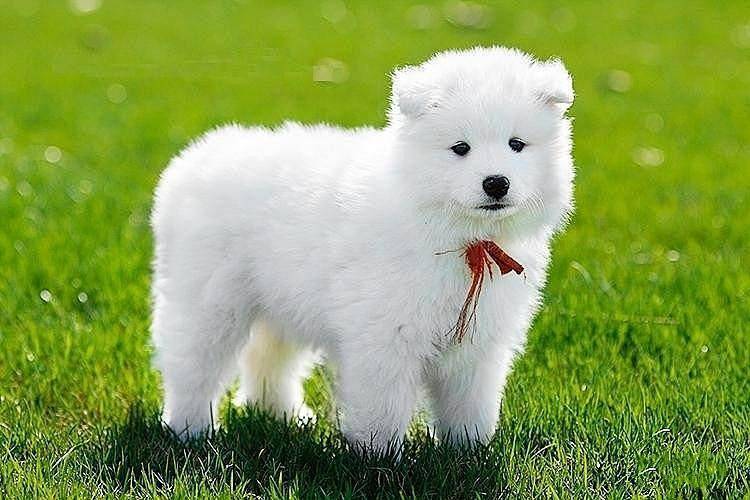 狗狗为什么会吐？很有可能是饮食或健康造成(图2)