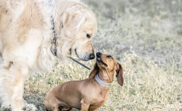 小狗喜爱闻你?缘故有100元以内几类(图1)