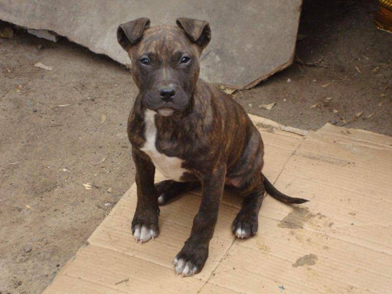 比特犬能长多大？很可能有一点威猛(图1)