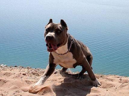 比特犬能长多大？很可能有一点威猛(图2)