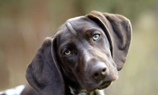 狗狗人工授精象几回拿到成功？(图1)