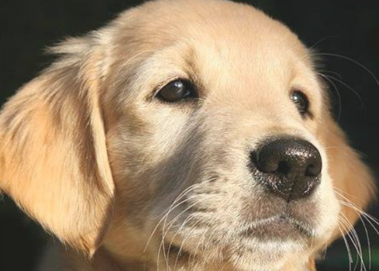 狗狗人工授精象几回拿到成功？(图2)