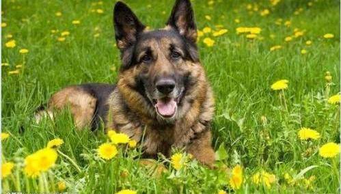 牧羊犬有都有哪些品种？你明白的有都有那些(图3)