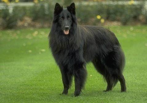 牧羊犬有都有哪些品种？你明白的有都有那些(图5)