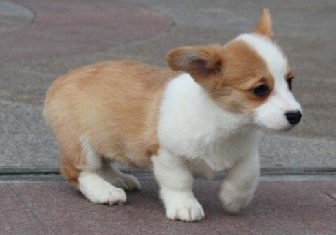 狗狗脑炎的症状有什么?(图2)