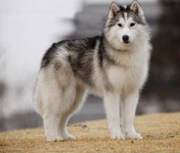 哈士奇是雪橇犬吗？总之无容置疑的(图1)