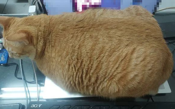 橘猫想对主人撒娇耍赖 往电脑上一躺 而键盘就看不见了！(图2)