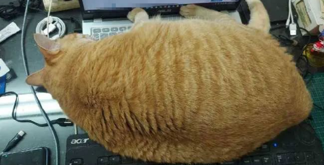 橘猫想对主人撒娇耍赖 往电脑上一躺 而键盘就看不见了！(图1)