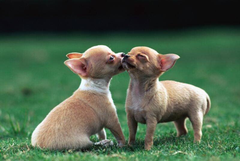 吉娃娃怎么喂食 那些方式快速养宠(图1)