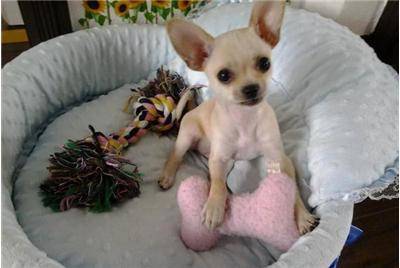 吉娃娃怎么喂食 那些方式快速养宠(图2)