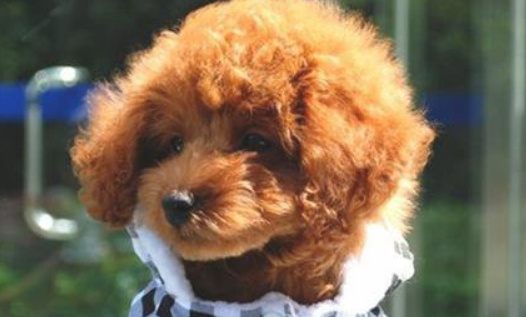 狗狗宁可饿着吧不喂狗粮该怎么办啊?(图1)