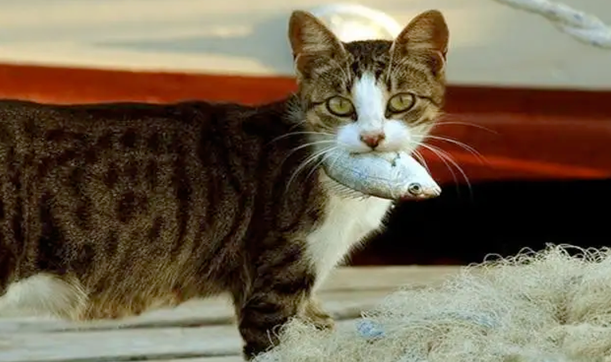 我不相信我养的又不是猫 反而几只狗：猫咪“叼东西”心理分析(图2)