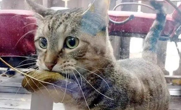 我不相信我养的又不是猫 反而几只狗：猫咪“叼东西”心理分析(图1)