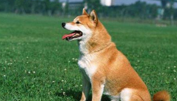 行走时狗追赶主人脚咬怎末练习?(图1)