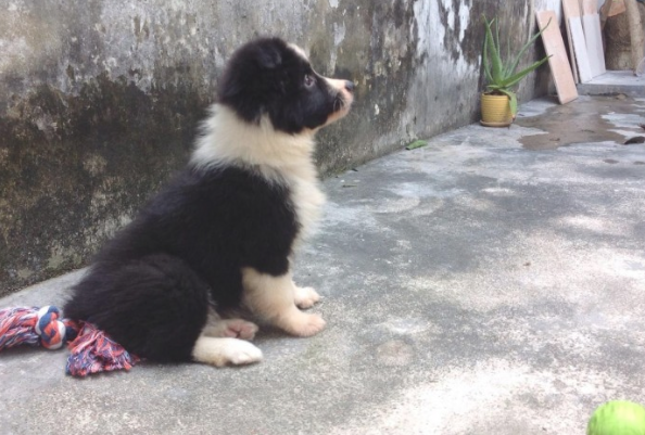 行走时狗追赶主人脚咬怎末练习?(图2)