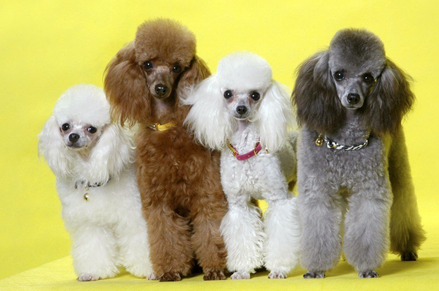 贵宾犬可以不吃火腿肠吗?注意这几个方面就行了(图1)