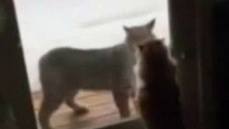 不速之客山猫偷袭民宅家猫低吼恐吓劝退山猫(图1)