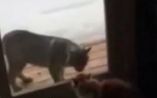 不速之客山猫偷袭民宅家猫低吼恐吓劝退山猫(图2)