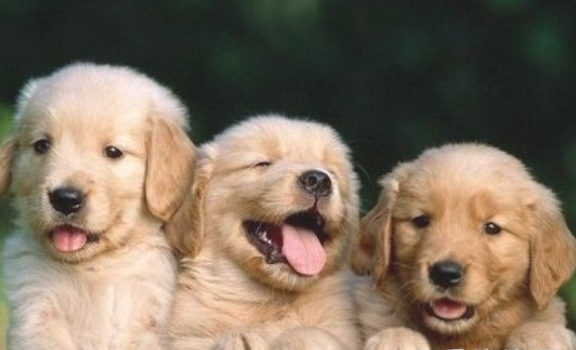 在可以购买小狗的过程中再注意什么？(图1)