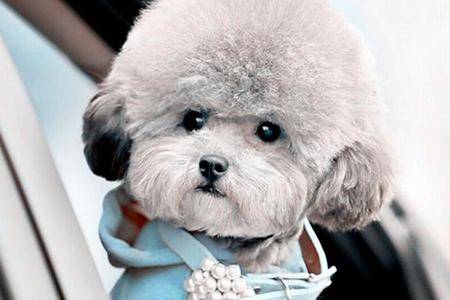 贵宾犬能不能吃火腿肠吗?当然是这个可以的 但要压制量(图2)