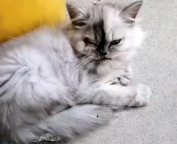 因主人怀宝宝 三次被送养的猫咪 它苦苦挽留人类的样子让人心痛(图1)