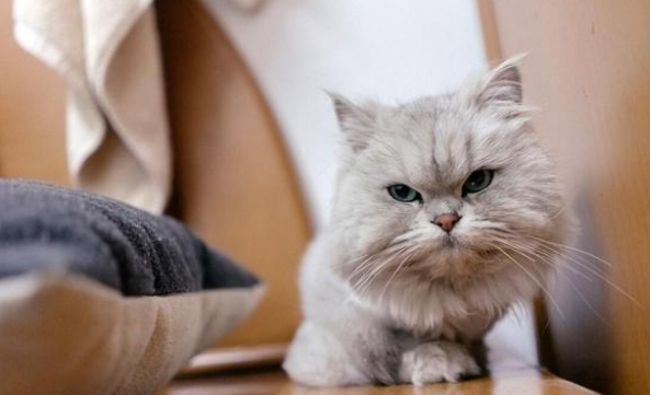 因主人怀宝宝 三次被送养的猫咪 它苦苦挽留人类的样子让人心痛(图2)