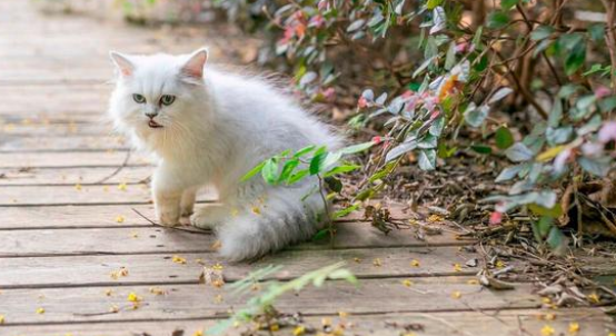 因主人怀宝宝 三次被送养的猫咪 它苦苦挽留人类的样子让人心痛(图3)