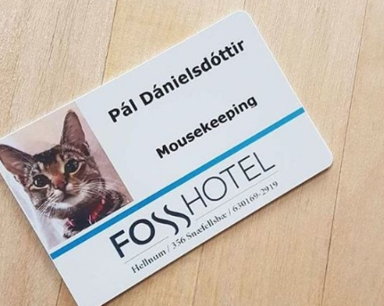 超可爱呀猫咪捕鼠员被饭店正式聘用还有一个唯一专属员工证(图1)