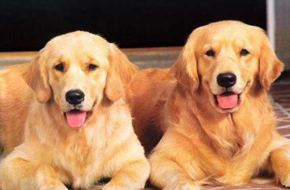 人对狗过敏的症状及治疗方法(图1)