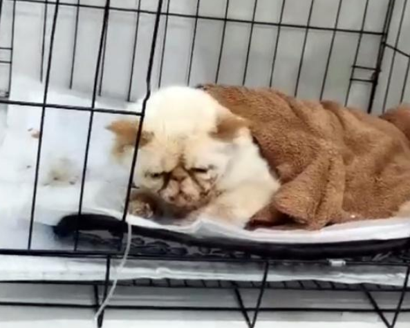 加菲猫被丢桥下 与苍蝇为伴 看见了人类后 它的反应让人想哭!(图1)