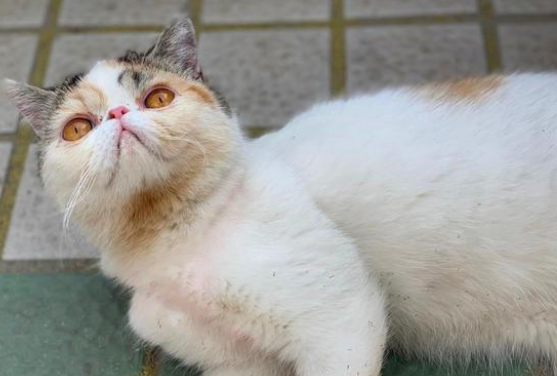 加菲猫被丢桥下 与苍蝇为伴 看见了人类后 它的反应让人想哭!(图2)