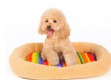 小狗犬炎症感染了该怎么办啊？(图2)